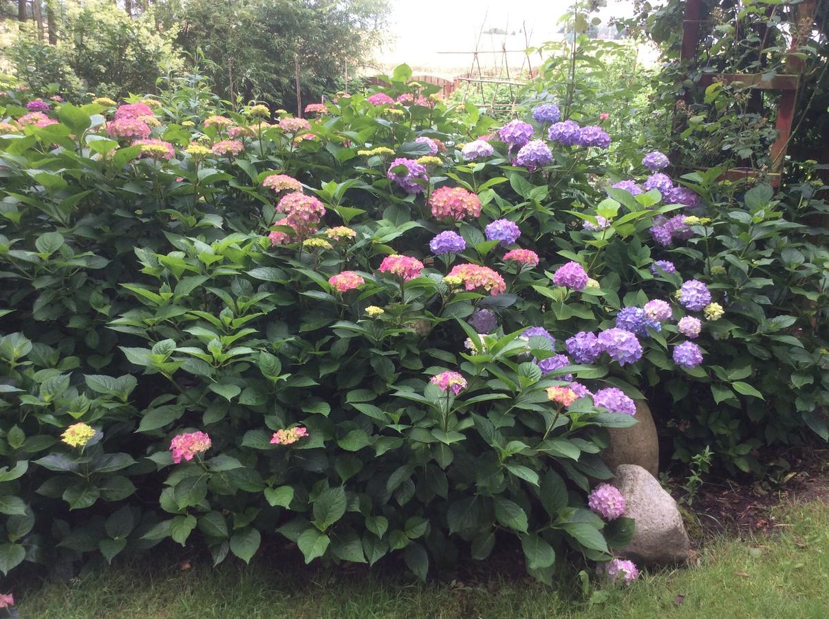 Bed And Breakfast - Stakdelen 47 Allerup Buitenkant foto
